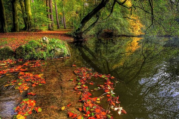 Herbstlandschaft im Wald mit riesigen Bäumen