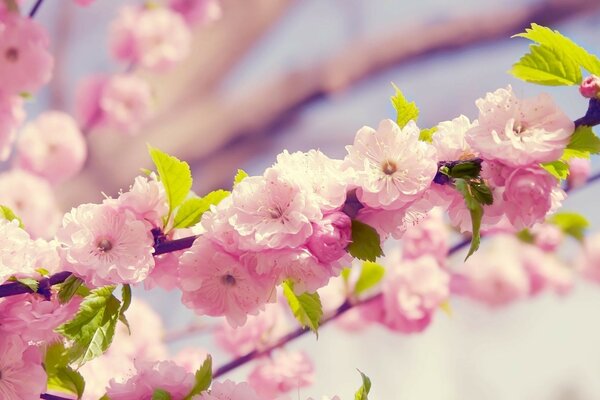 Beautiful flora of Japan blooming