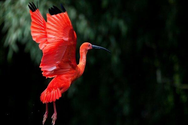 Дикая природа. Красная птица на природе с темным фоном