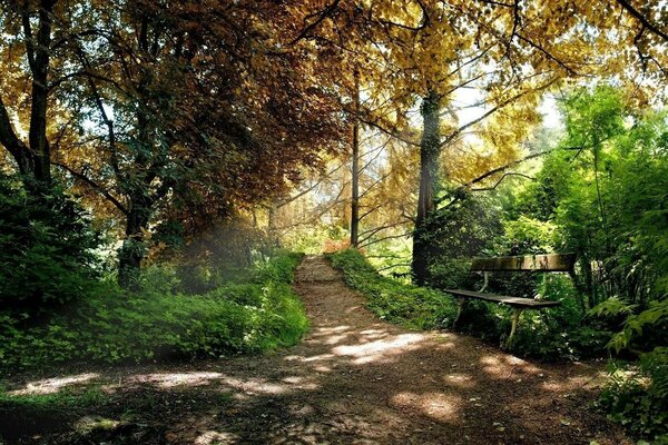 A fantastic place a fairy tale in the forest