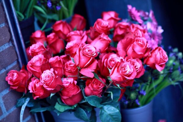 Bouquet of gorgeous pink roses