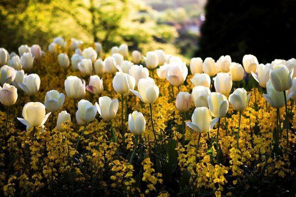 Ainsi poussent les tulipes dans la nature