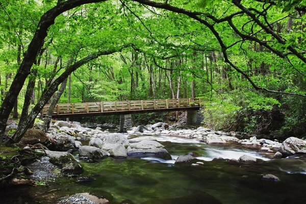 Landschaft mit Bäumen und Brücke in der Natur