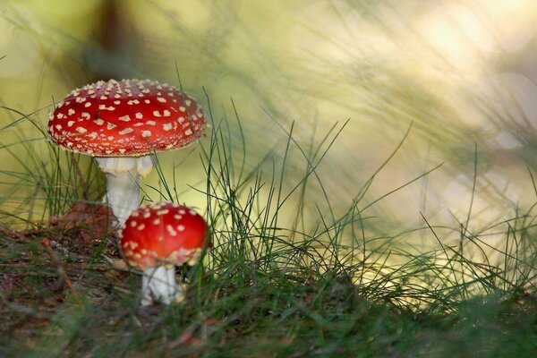 Nature. Mushroom fly agaric on the grass