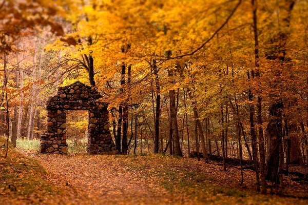 Passaggio magico della foresta magica