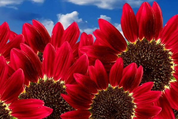 Grandes fleurs sur fond de ciel bleu