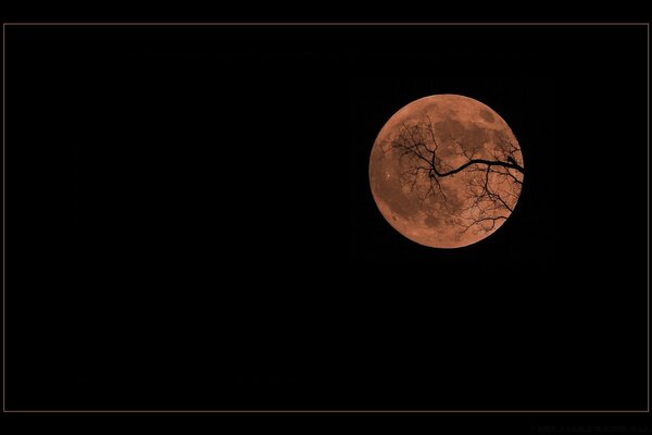 Branches d arbre sur fond de pleine lune