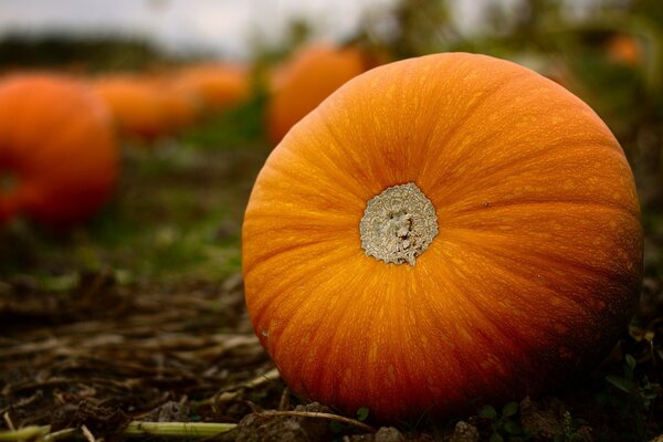 Halloween-Kürbisernte im Herbst