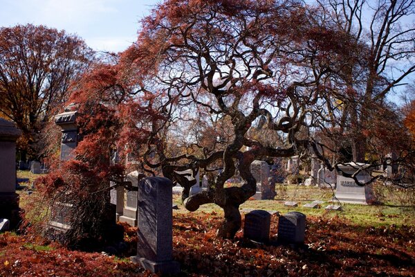 A tree growing in a cemetery among graves