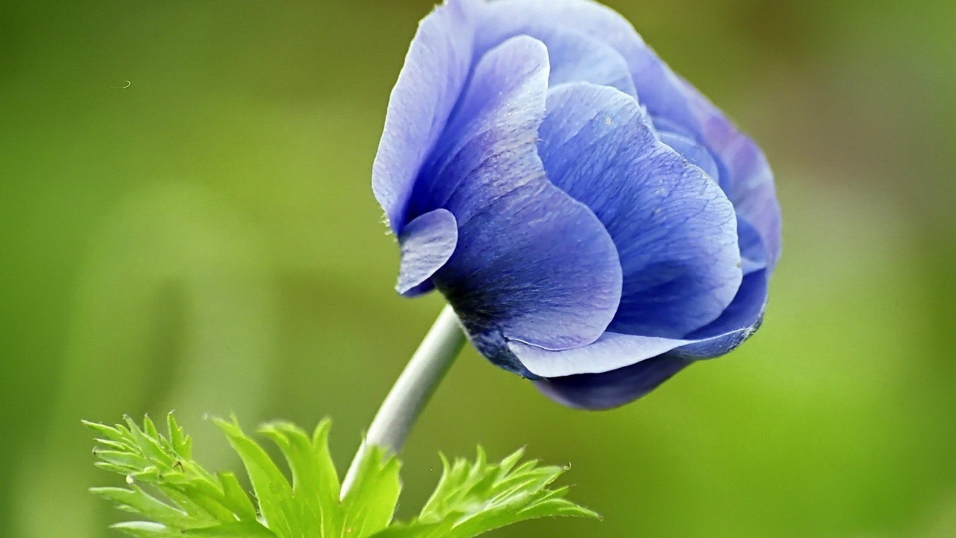 fleurs nature flore feuille fleur été jardin gros plan couleur lumineux croissance à l extérieur