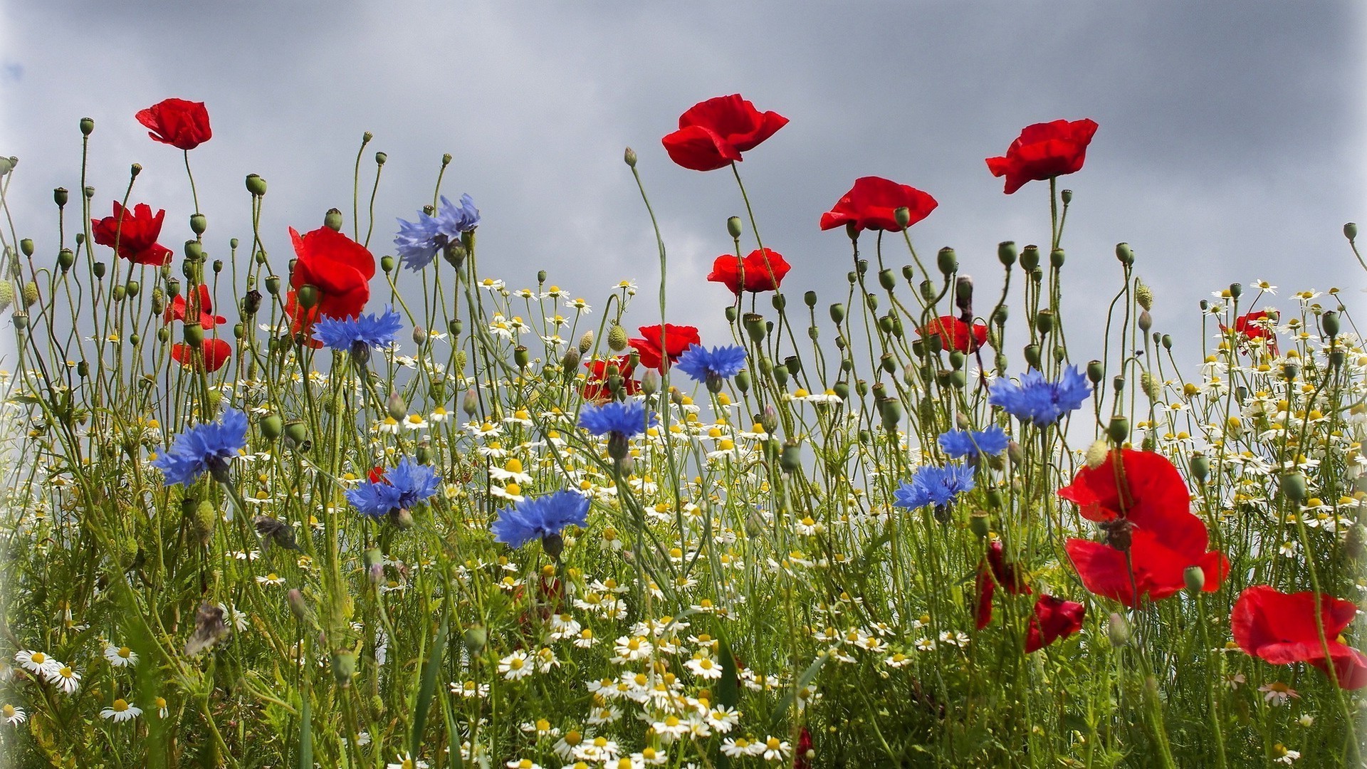 wildblumen poppy feld blume natur sommer heuhaufen des ländlichen raums flora gras im freien wachstum gutes wetter wild landschaft blütenblatt blumen hell blühen garten