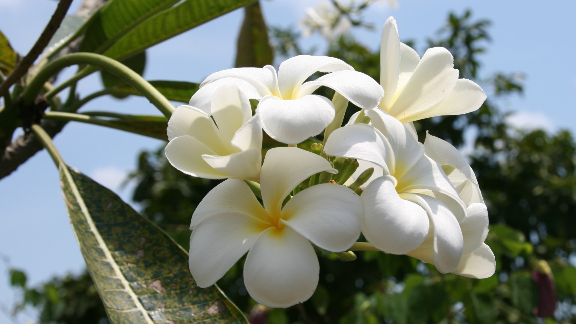 fleurs nature fleur tropical flore feuille été jardin bluming pétale floral exotic frangipanier belle couleur plumeria lumineux