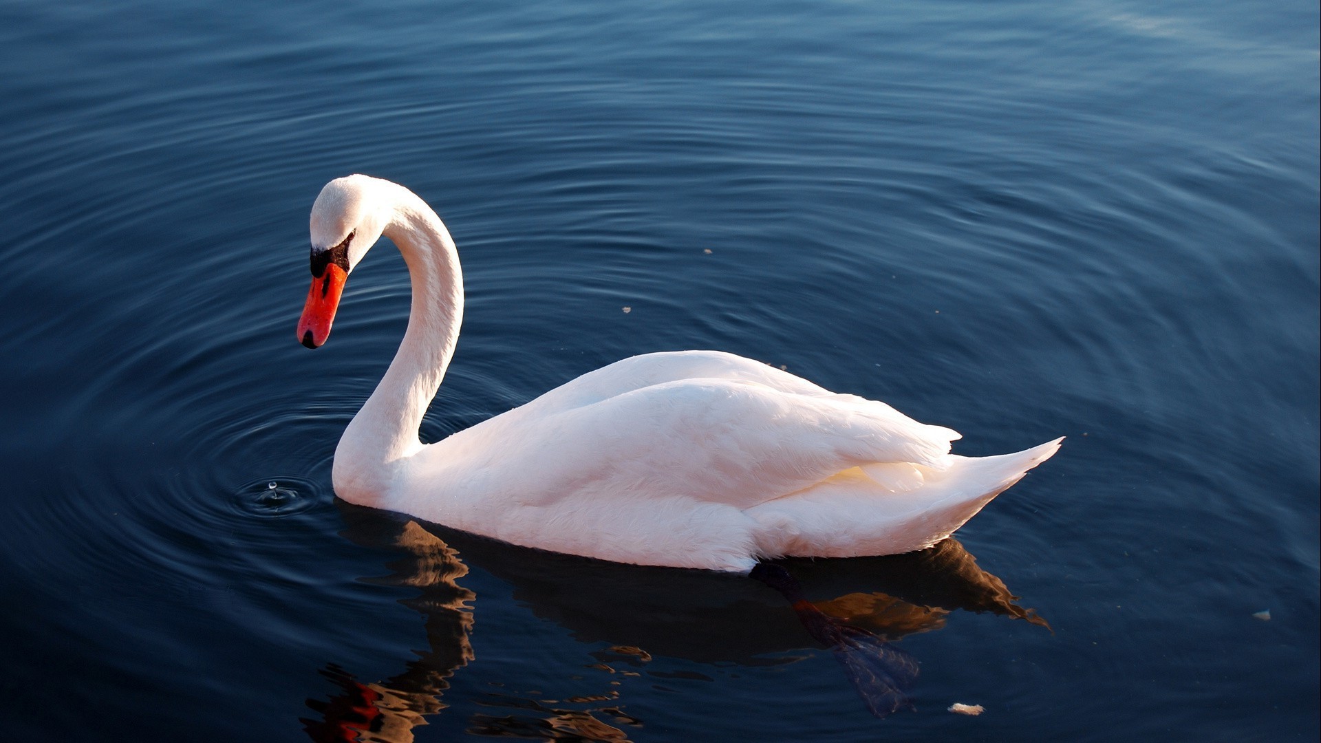 animaux oiseau eau cygne lac natation faune sauvagine oiseaux piscine nature canard plume bec animal