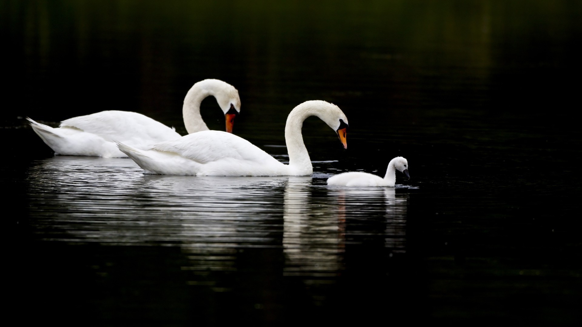 zwierzęta łabędź ptak ptactwo wodne wody jezioro pióro basen dzika przyroda kaczka pływanie natura gęś szyja ptaki wyciszenie odbicie dziób zwierzę rzeka