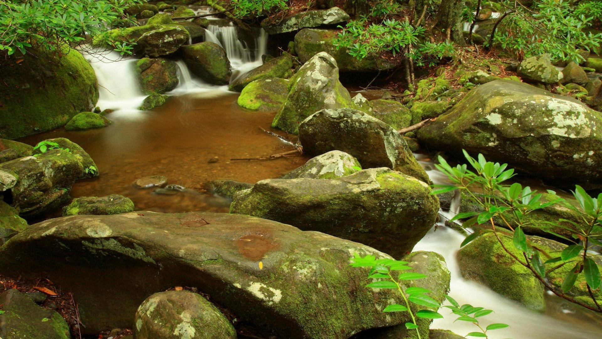 河流 池塘和溪流 池塘和溪流 水 苔藓 河流 溪流 自然 瀑布 岩石 木材 户外 树叶 秋天 溪流 石头 景观 公园 小溪