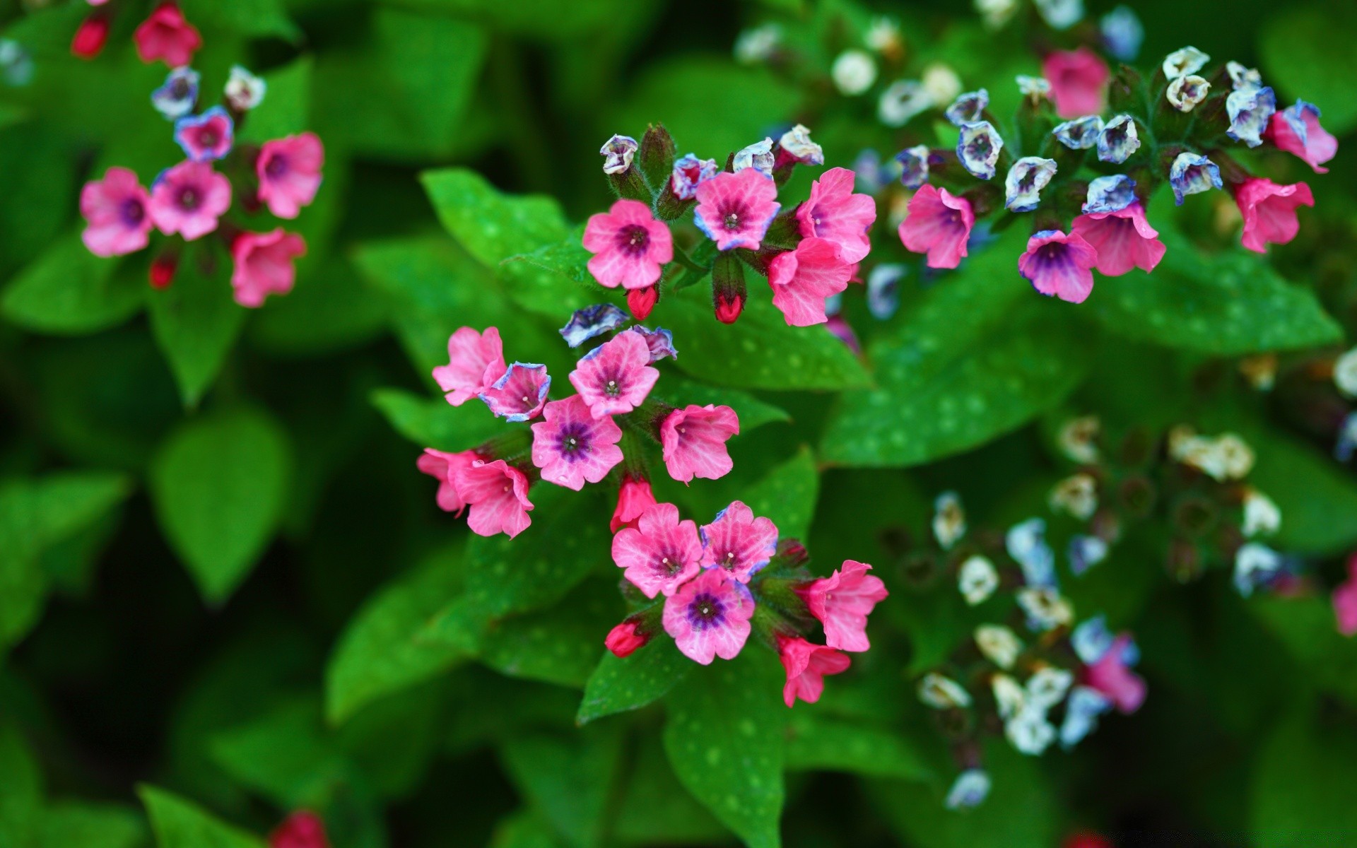 8 mars feuille nature flore fleur été jardin floral à l extérieur lumineux pétale couleur bluming croissance gros plan