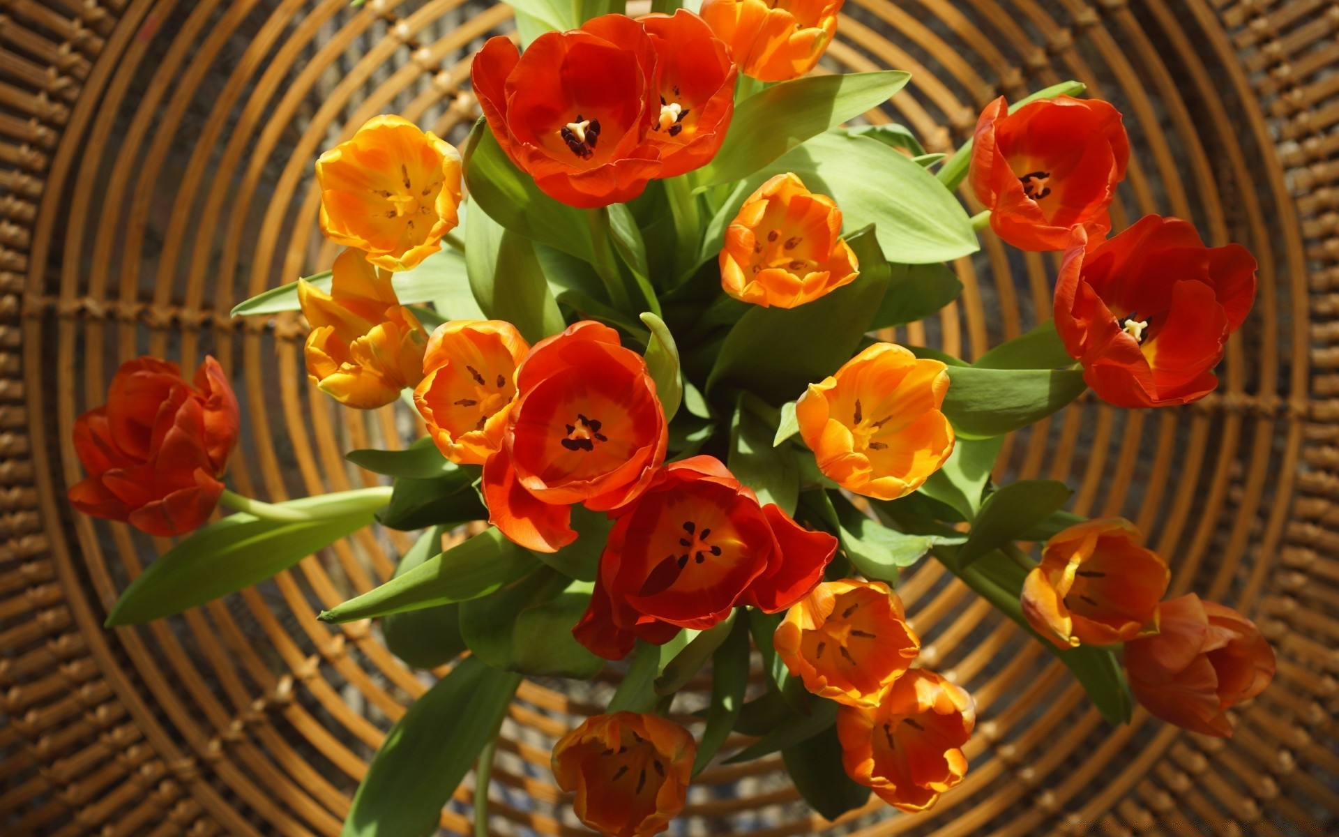 8 marzo fiore foglia natura pasqua cesto flora giardino decorazione tulipano estate colore