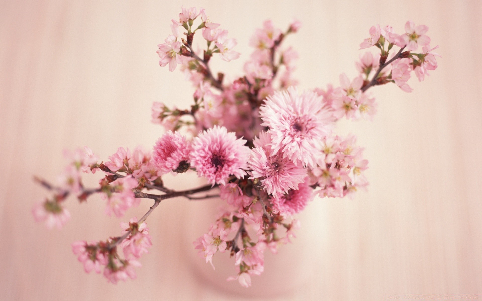 8 mart çiçek doğa flora kiraz şube ağaç yaprak çiçeklenme taçyaprağı yaz çiçek bahçe parlak büyüme sezon ihale dostum renk