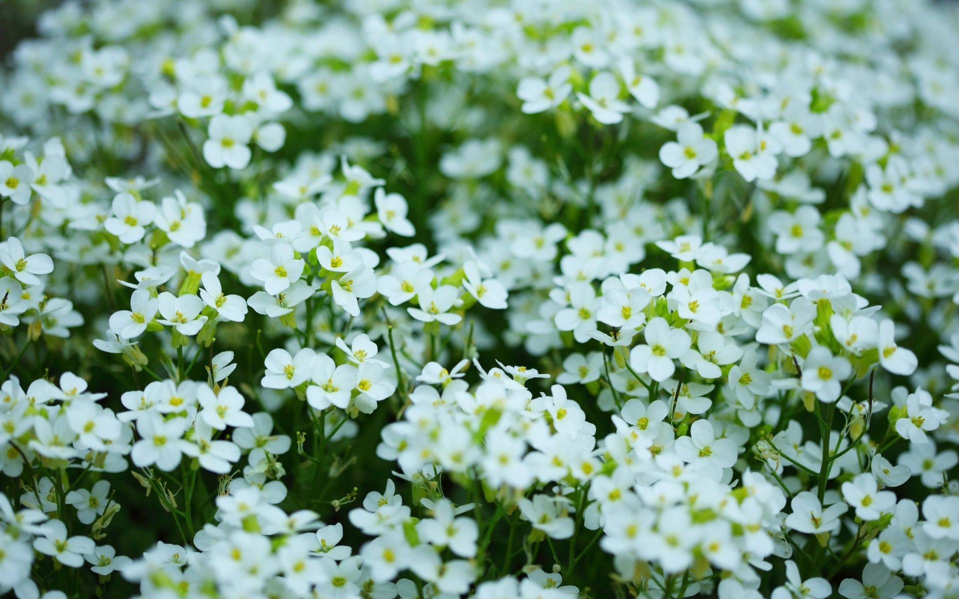 8 mart çiçek doğa flora yaz alan saman sezon çiçek açan parlak bahçe çiçek yaprak petal renk çimen güneşli güzel hava yakın çekim ortamlar