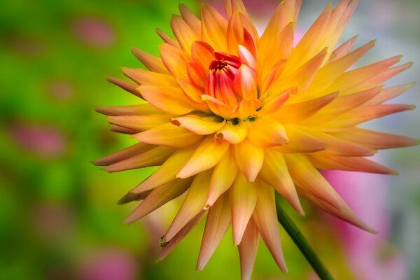 Flor desabrochando close-up