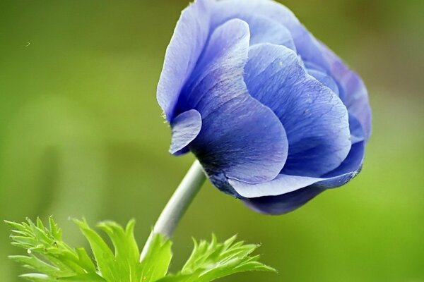 Faszinierende blaue Blume