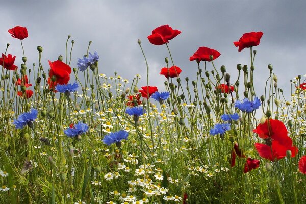 Foto con fiori di campo nel campo