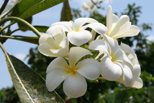 Grandi fiori tropicali bianchi