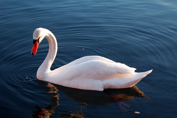 Ein Schwan, der seinen Seelenverwandten verloren hat