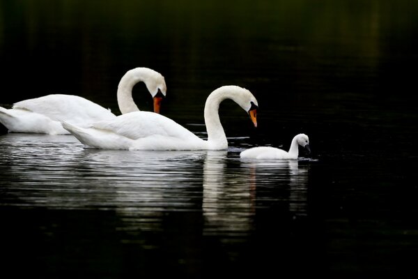 White swans and their baby on a black background