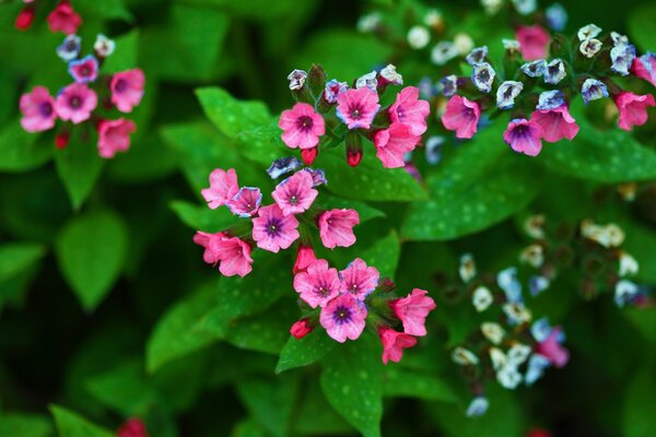 Rosa Blüten auf einem Hintergrund von saftigen grünen Blättern