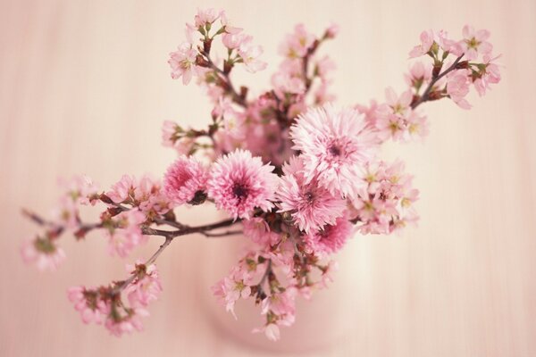 Flores de cerejeira no dia 8 de março