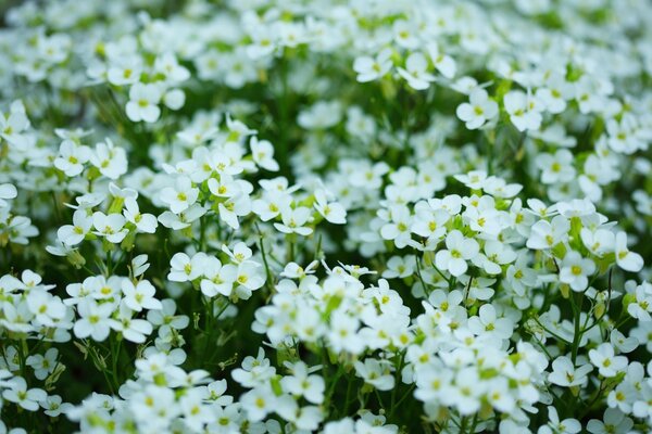 Viele weiße kleine Blumen