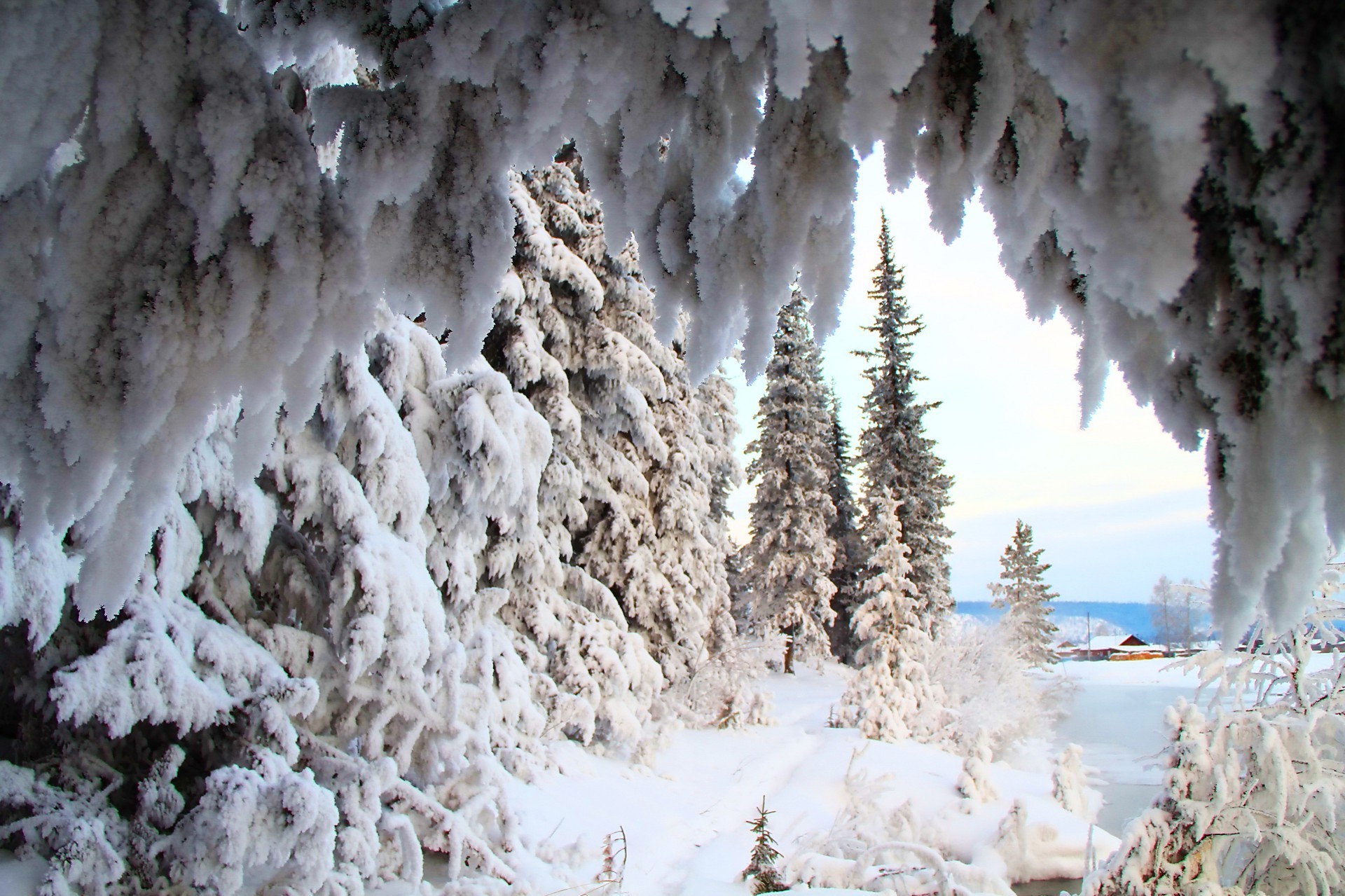 invierno nieve escarcha frío hielo al aire libre madera naturaleza congelado árbol clima paisaje