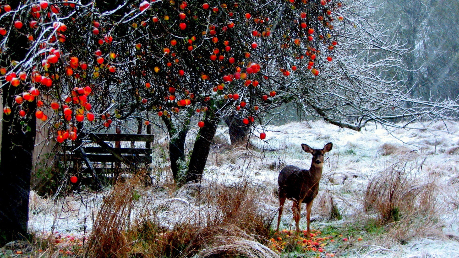 deer fall tree wood outdoors nature season winter leaf landscape mammal