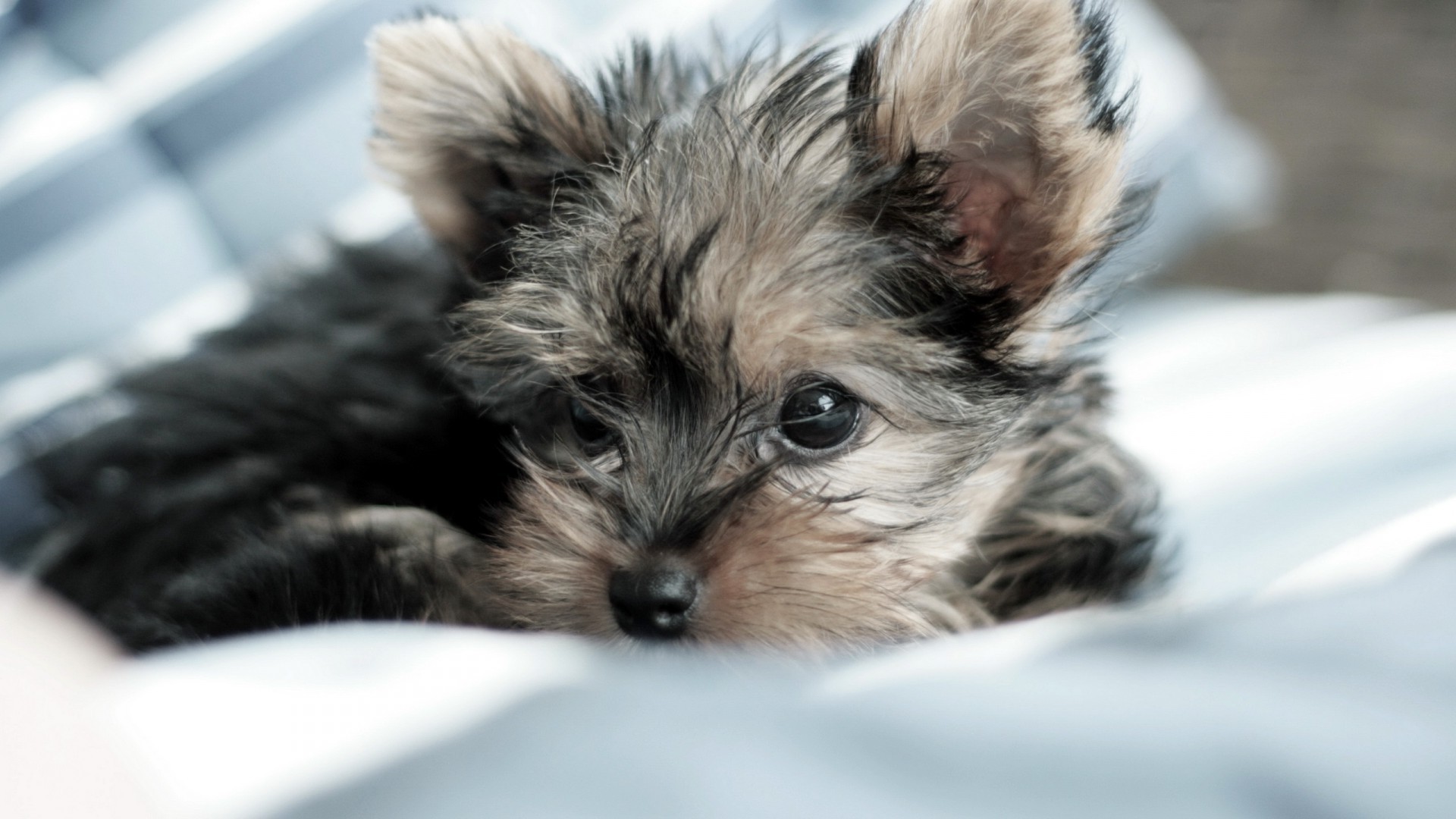 perro mascota lindo animal mamífero piel doméstico perro pequeño retrato ver joven abajo adorable perro cachorro pelo ojo sentarse