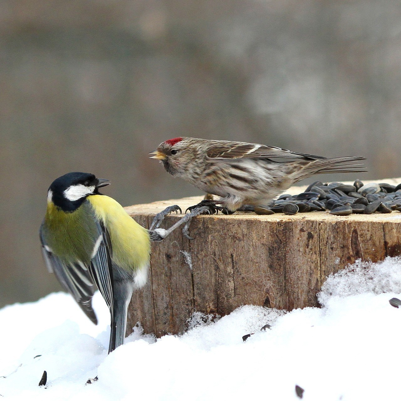 animaux oiseau faune hiver nature animal chant finch avian neige bec plume à l extérieur ornithologie aile observation des oiseaux sauvage moineau vue latérale moineau