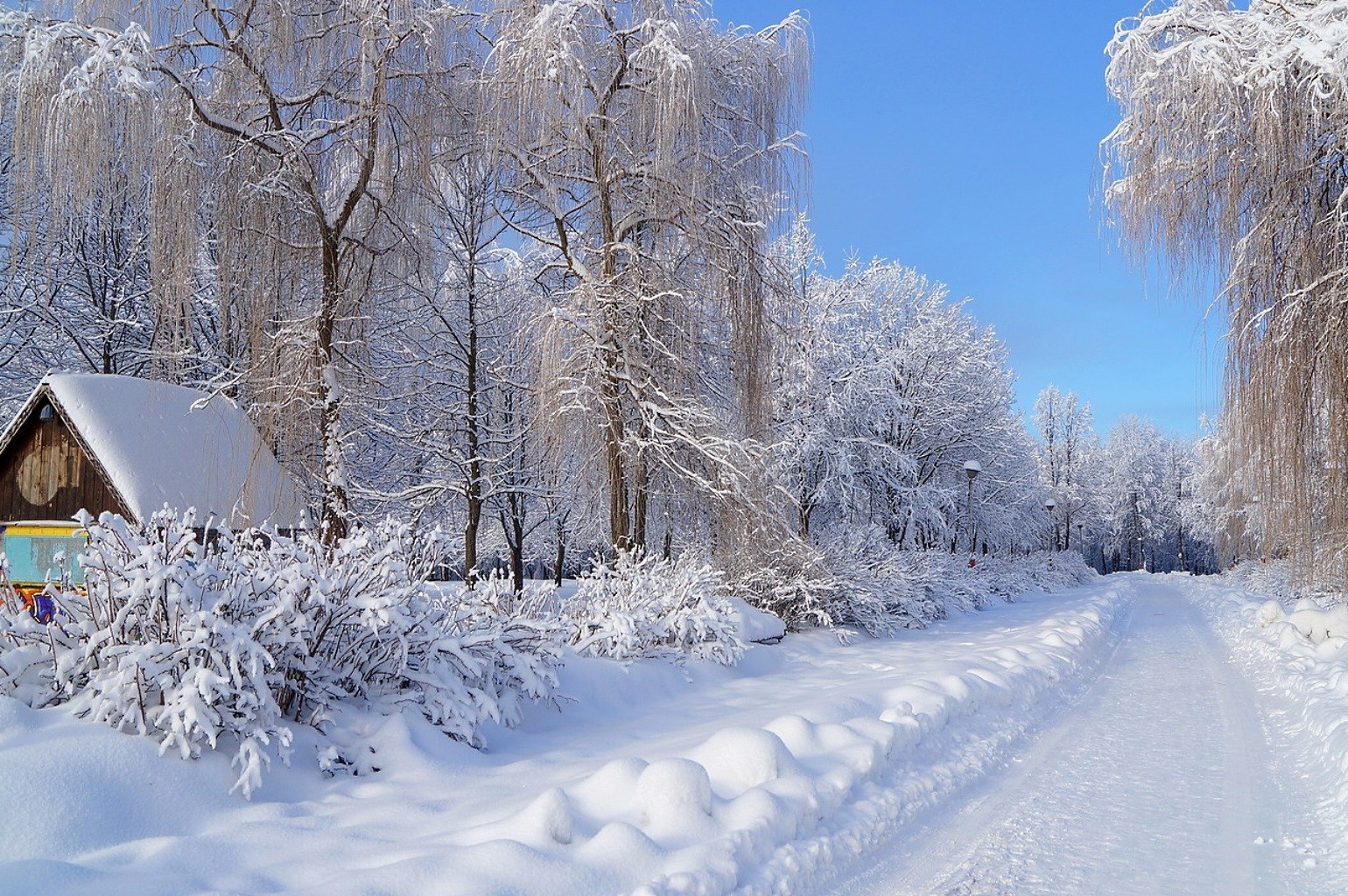 hiver neige froid gel congelé glace bois givré météo neigeux saison congère bois tempête de neige neige-blanc paysage froid scénique