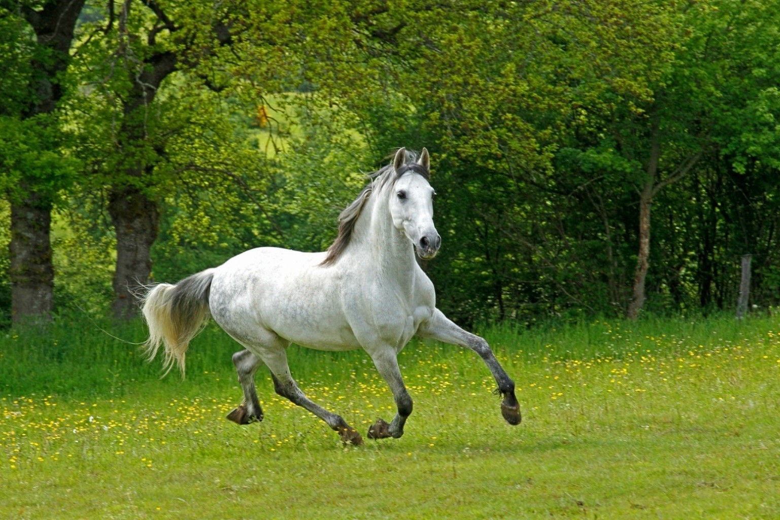 chevaux cheval cavalerie mammifère mare étalon herbe élevage de chevaux animal équestre manet foin champ ferme nature poney