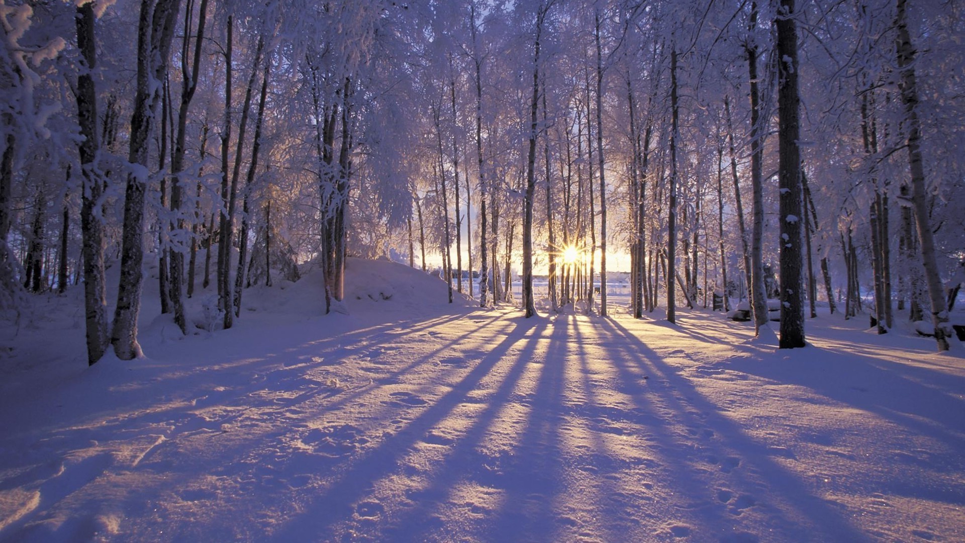 winter snow wood frost tree landscape cold frozen dawn guidance season weather branch road ice fair weather scenic fog nature park