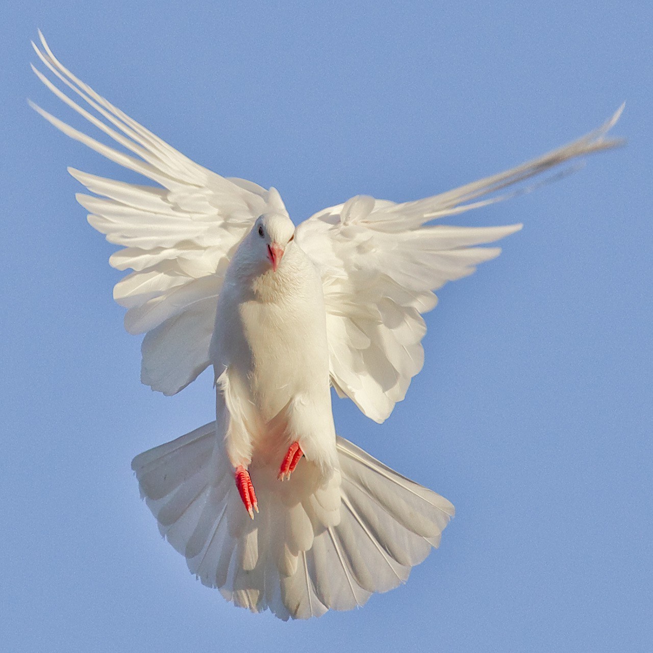 paloma pájaro vuelo volar cielo ala pluma vida silvestre viento naturaleza paloma gaviotas libertad aire animal