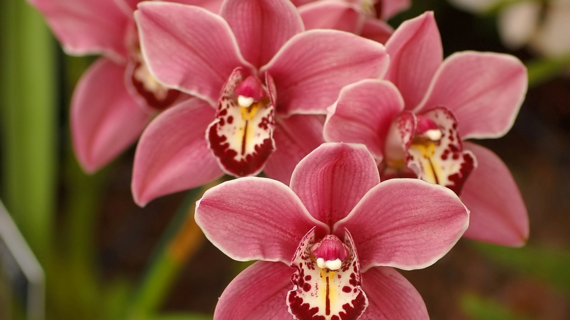 kwiaty kwiat tropikalny flora egzotyczne storczyki natura płatek kwiatowy bluming botaniczny piękny phalaenopsis oddział delikatny kolor elegancki ogród liść łuska