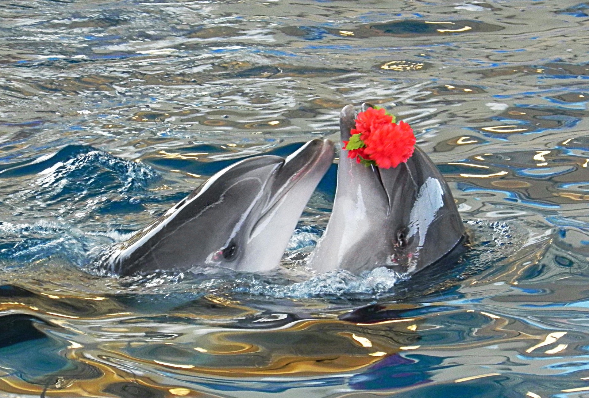 animales agua natación peces océano mar naturaleza soplador submarino mojado vida silvestre delfín