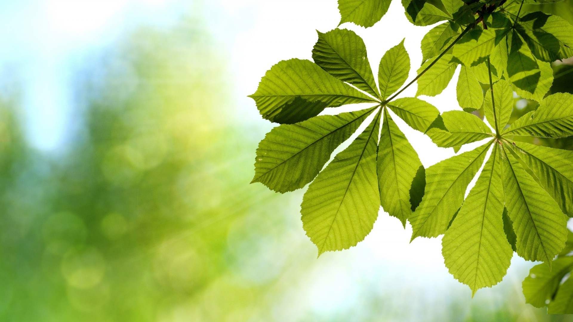 leaves leaf nature flora growth lush summer bright desktop outdoors environment fair weather sun