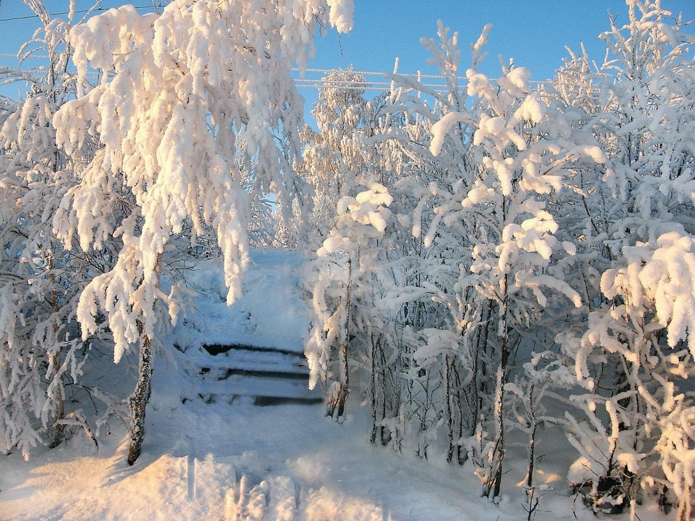 inverno neve gelo freddo congelato ghiaccio legno paesaggio natura stagione albero meteo gelido neve-bianco scena scenico ghiacciato