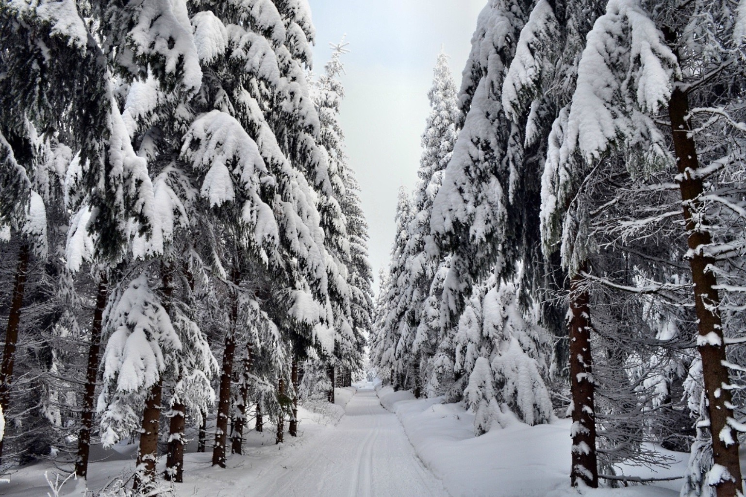 hiver neige froid gel bois bois congelés glace météo paysage saison pin pittoresque sapin neigeux