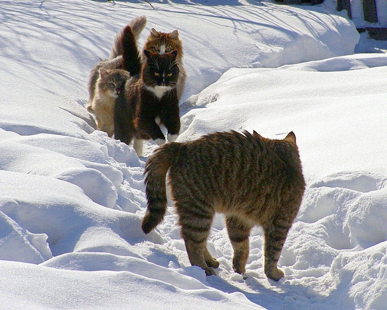 chats neige hiver froid mammifère givré à l extérieur glace un gel nature deux lumière du jour la faune