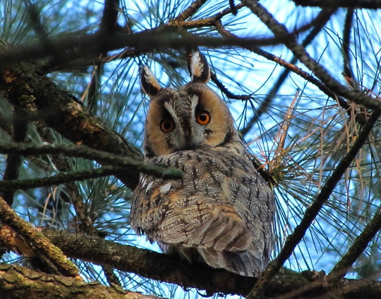 animales búho árbol pájaro naturaleza vida silvestre madera al aire libre raptor salvaje invierno animal sabio presa nocturno pluma