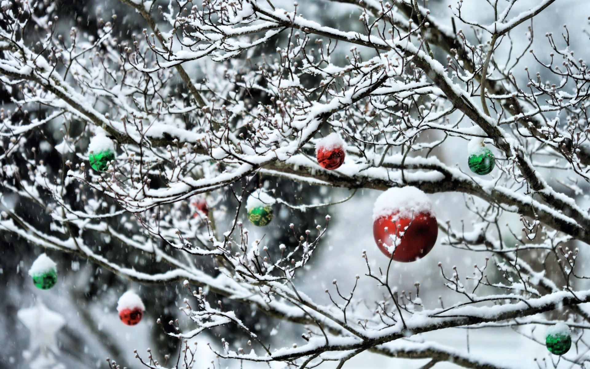 new year winter tree frost branch snow cold frozen season nature christmas ice desktop weather bright