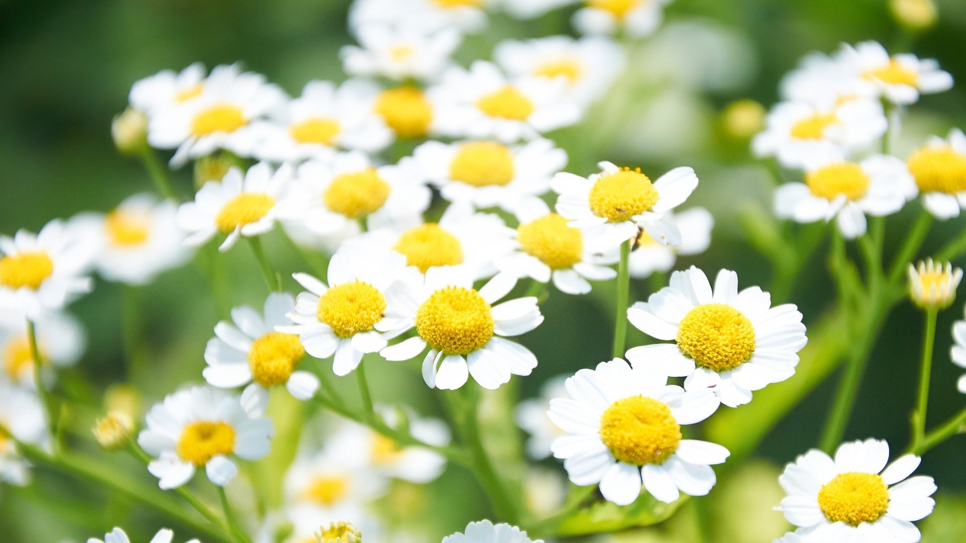 marguerites nature été flore fleur feuille foin lumineux jardin pétale beau temps champ croissance à base de plantes couleur herbe bluming floral gros plan