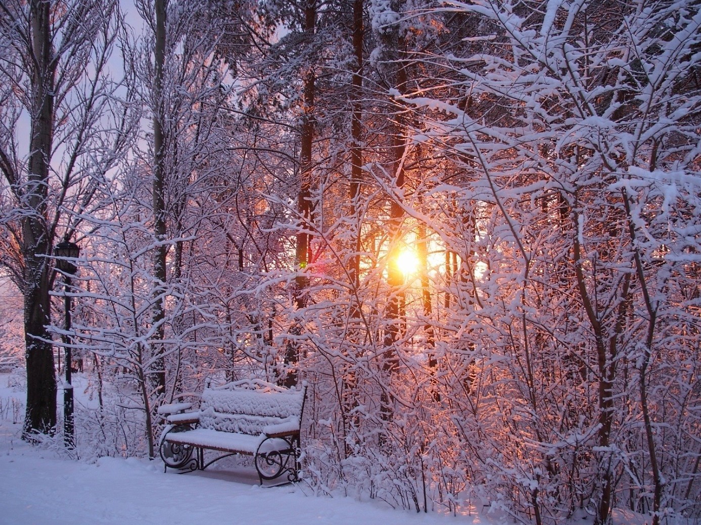 hiver neige gel froid bois saison bois congelé météo glace paysage branche neige-blanc nature tempête de neige givré beau temps parc aube